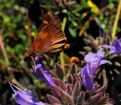 Umber Skipper