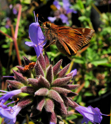 Umber Skipper