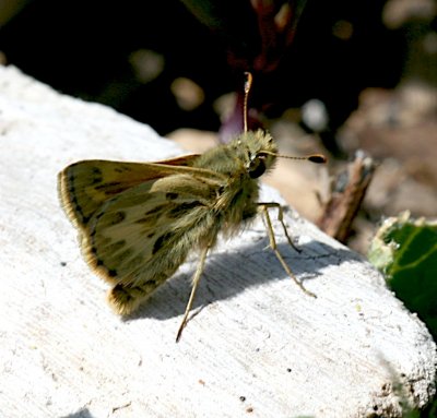 Sandhill Skipper
