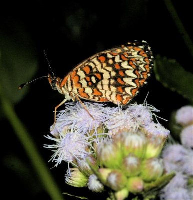 Elada Checkerspot