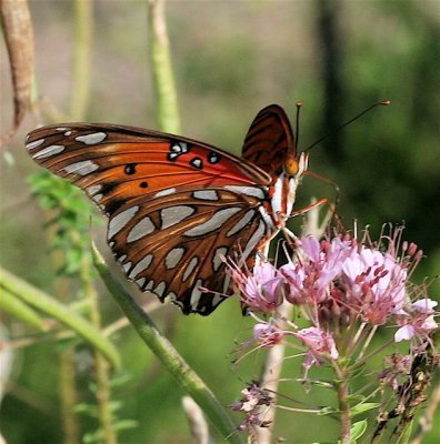 Gulf Fritillary