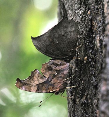 Question Mark and Tropical Leafwing