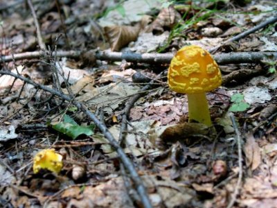 Amanita flavoconia