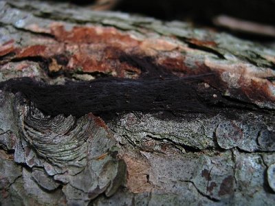 Black slime mold