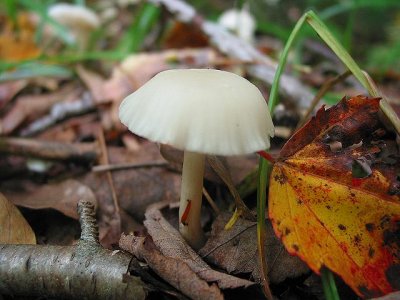 Hygrophorus niveas