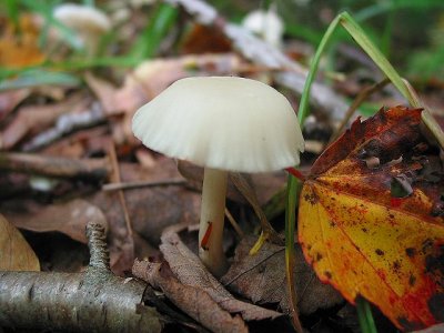 Hygrophorus niveas