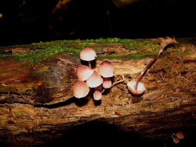 Mycena haematopus