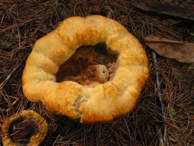 Polypore sp.