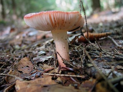 Russula sp.