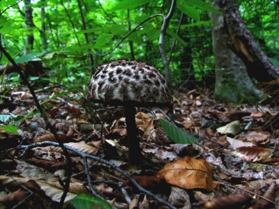 Strobilomyces floccopus