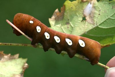 Caterpillars