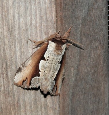 Double-toothed Prominent