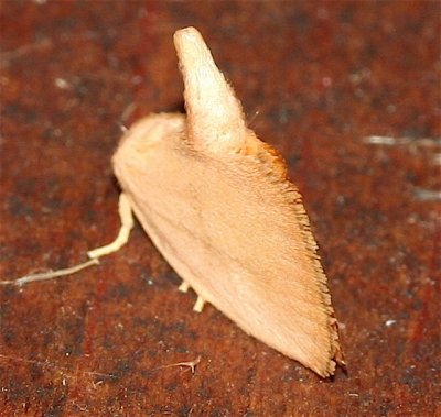 Early Buttonslug Moth