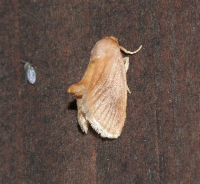 Early Buttonslug Moth