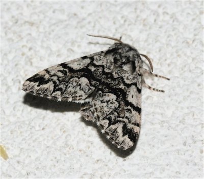 Panthea acronyctoides, 9177, Black ZigZag Moth