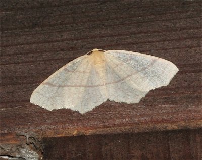 Straw Besma Moth, B endropiaria, 6884