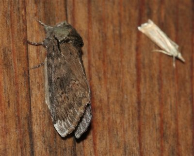 Red-humped caterpillar Moth,Schizura concinna, 8010