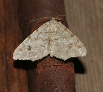 Pale-marked Angle Moth, Macaria signaria, 6344
