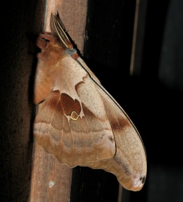 Polyphemus Moth, Antheraea polyphemus, 7757