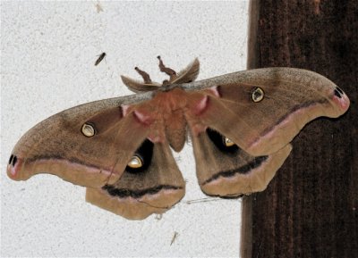 Polyphemus Moth,  Antheraea polyphemus