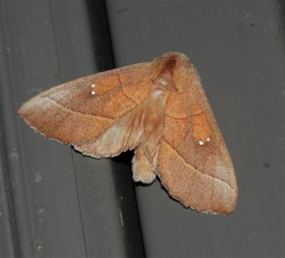 White-spotted Prominent