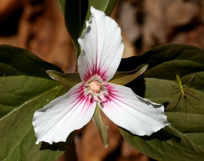 Painted Trillium