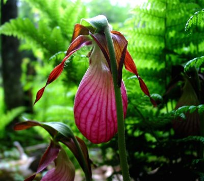 Pink Ladies Slipper