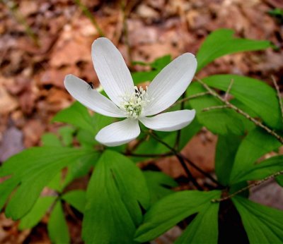 Wood Anemone