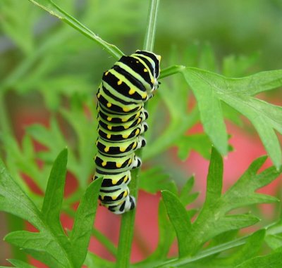 Black Swallowtail cat