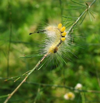 Definite Tussock Moth, Orgyia definita