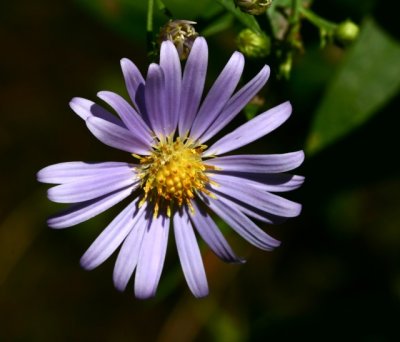 Smooth Aster