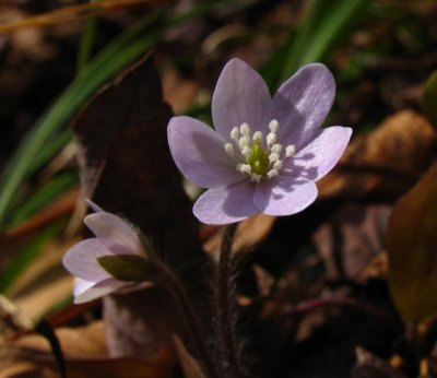 Hepatica