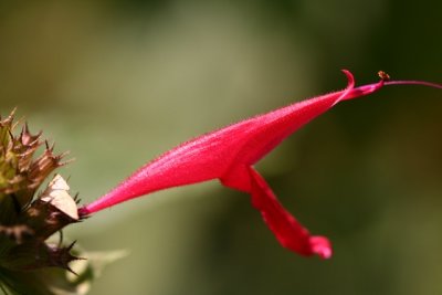 Bee Balm