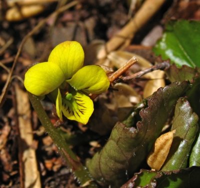 Yellow Violet