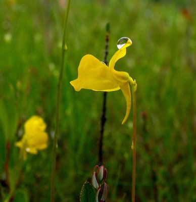 Hornd Bladderwort