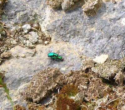 Emerald Beetles