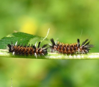 Milkweed cats