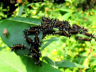 Milkweed cats