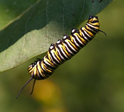 Monarch cat