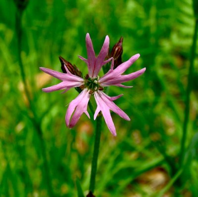 Ragged Robin