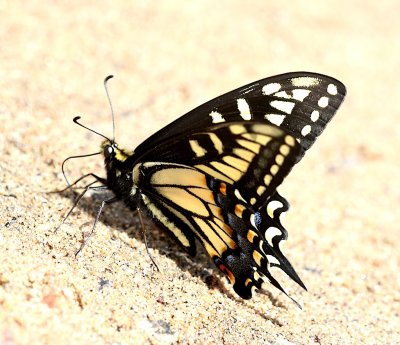 Anise Swallowtail ventral
