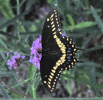 Black Swallowtail m