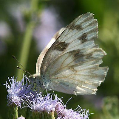 Checkered White