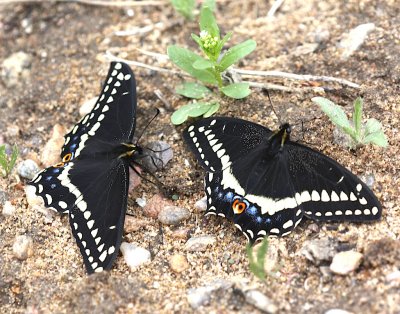 Indra Swallowtail pair