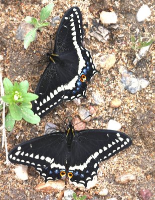 Indra Swallowtail pair