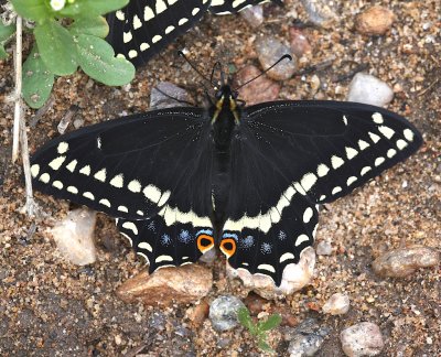 Indra Swallowtail