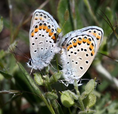 Melissa Blue pair