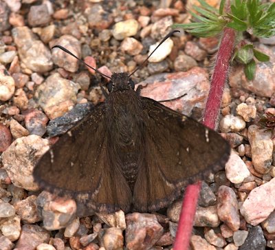 Northern Cloudywing