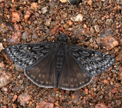 Rocky Mountain Duskywing