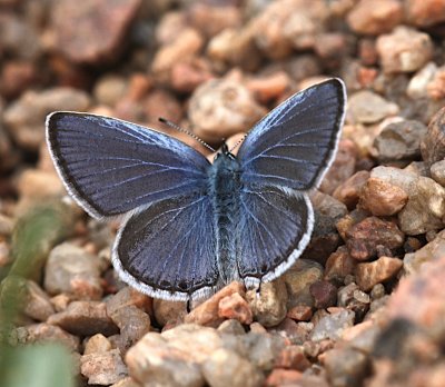 Western Tailed Blue